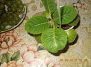 gloxinica