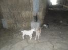 SAM_0885