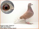 NL 06 2171031M  - Cuplul 16