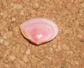 Tellina tenuis