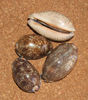 Cypraea