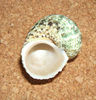 Turbo chrysostomus