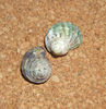Turbo argyrostoma