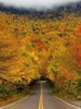 Autumn Tree Tunnel, USA