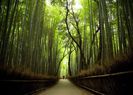 bamboo-forest