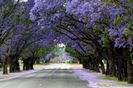 JacarandA (1)