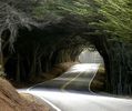 Natural Tree Tunnel, USA