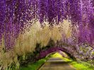 wisteria-tunnel-1