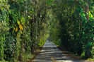 tree-tunnel-entrance