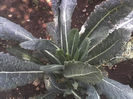 26-08-13_varza kale