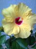 Hibiscus Boreas Yellow