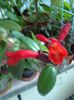 Aeschinanthus