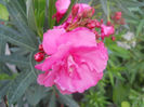 DSCN4969