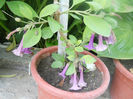 DSCN4975