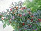 DSCN4979