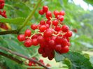 DSC00521