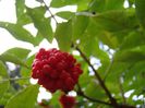DSC00522