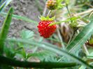 DSC00526