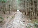 DSC00529