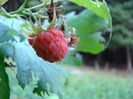 DSC00531