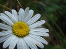 DSC00535