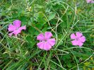 DSC00600