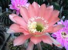 DSC01973