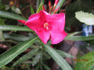 Copy (2) of IMG_1757