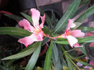 Copy (2) of IMG_1759