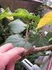 Copy of IMG_1768