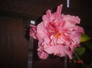 DSC08330