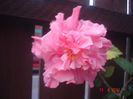 DSC08331