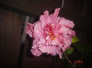 DSC08336