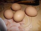4 oua din poiata mea