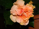 DSCN6245