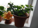 DSCN5942