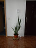 DSCN5336