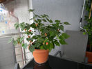 DSCN4237