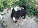 Bubu (7 luni)