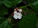 DSCN0559