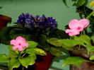 DSCN0592