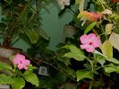 DSCN0593