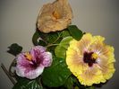 Hibiscus grup