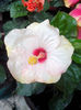 IMG_20130829_132530_002