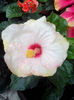 IMG_20130829_132541