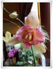 DSCN1784