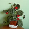 episcia Tiger Stripe