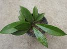Hoya pubicalyx cv silver pink