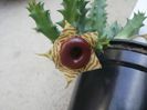 Huernia zebrina subsp. insigniflora