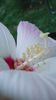 pistil in sus